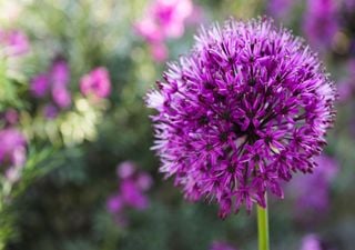 Pflanzen Sie sie noch vor dem Frost: Fünf Stauden, die Sie diesen Oktober pflanzen sollten