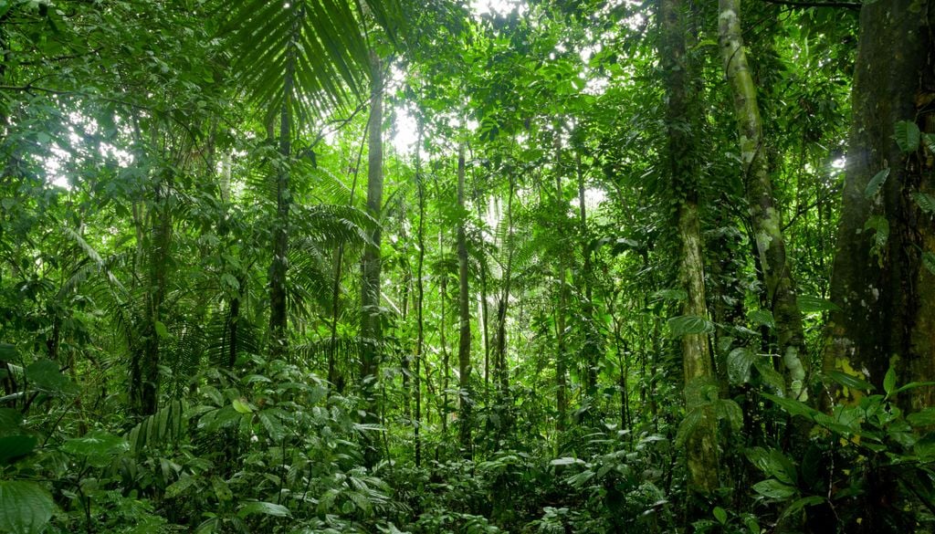Tropische Regenwälder sind vom Klimawandel bedroht
