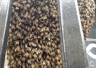 Giant swarm of bees forces Glasgow bar to close