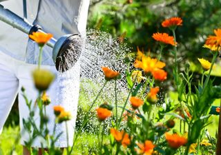 Aberglaube: Gießen zur Mittagshitze schädigt die Pflanzen nicht!