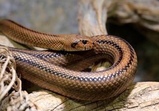Giftige Eidechsennatter im Blumenstrauß! Neue Studie zeigt Der Zierpflanzenhandel bringt mehr als nur Schönheit ins Heim