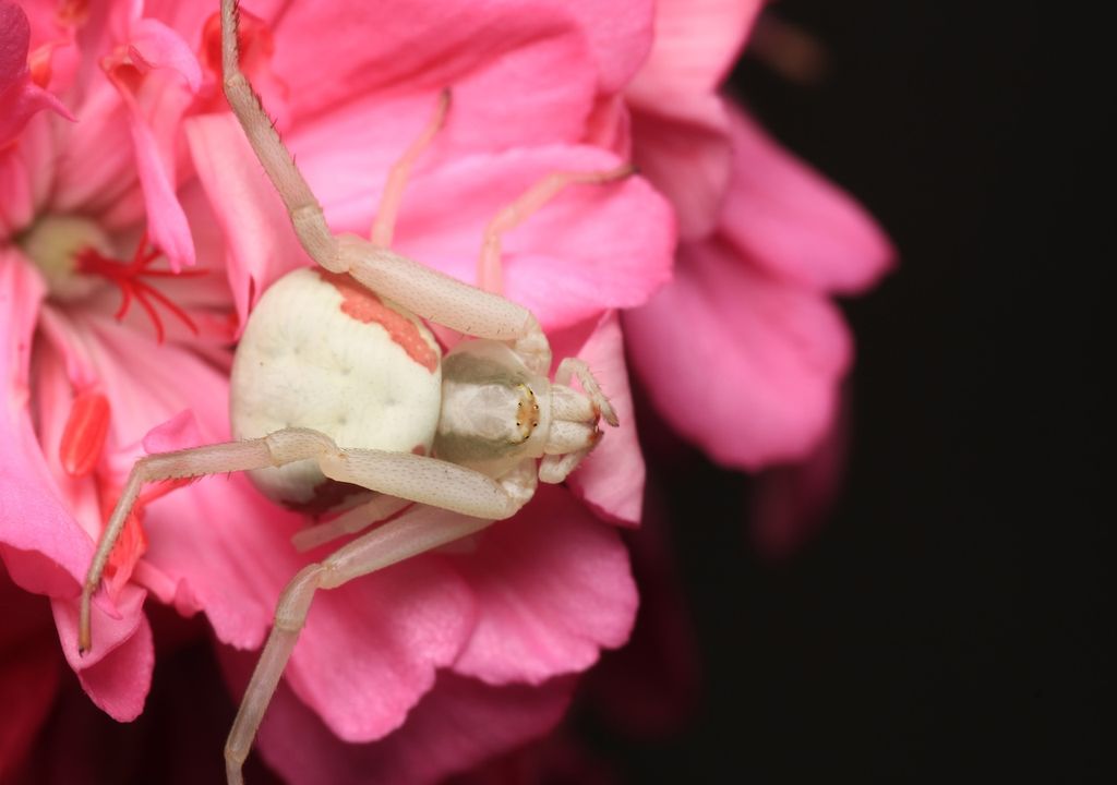 Symbolbild, Niederländischen Zoll Insekten, Spinnen, Zierpflanzen