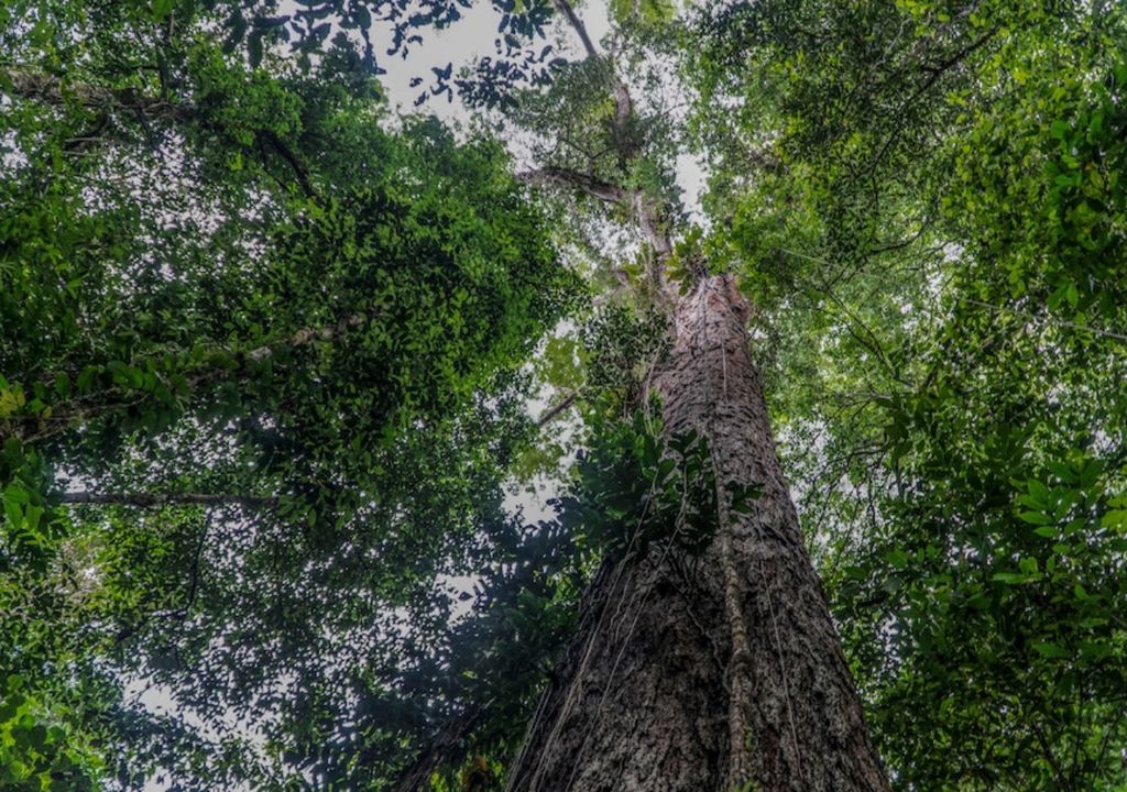 Maior árvore da Amazônia