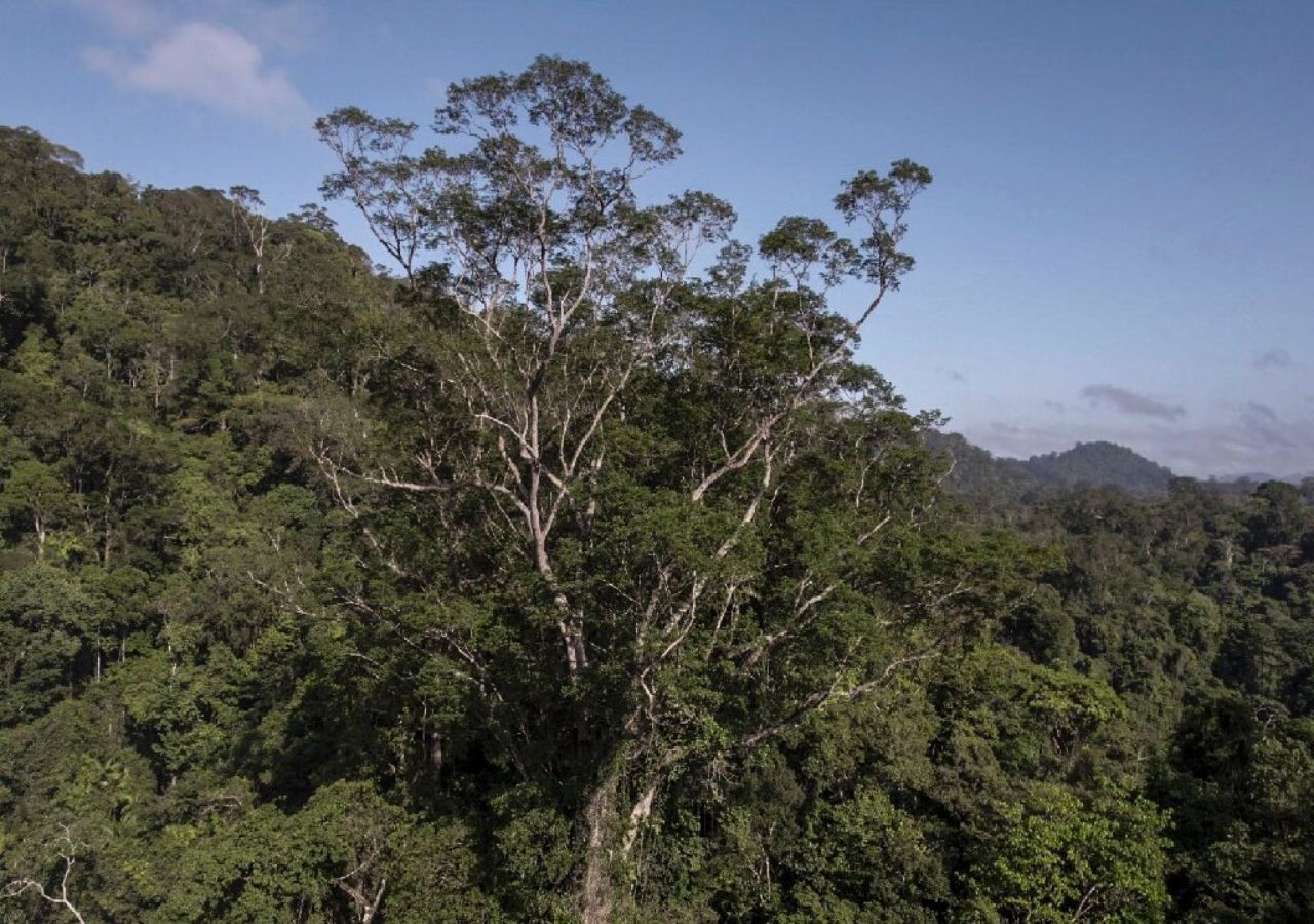 Gigante Da Amazônia Cientistas Localizam árvore De 88 Metros De Altura 7984