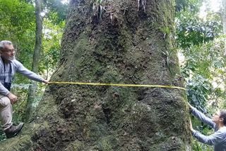 Gigante verde de 500 anos é descoberto em floresta urbana do Rio de Janeiro