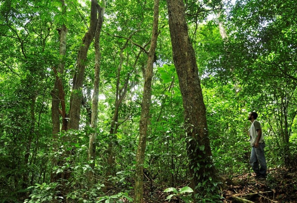 Árvore está localizada no Parque Estadual da Pedra Branca — Foto: Estação Biológica Fiocruz Mata Atlântica (EFMA) Árvore está localizada no Parque Estadual da Pedra Branca — Foto: Estação Biológica Fiocruz Mata Atlântica (EFMA)