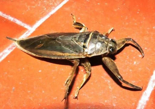 Gigantes del agua en la ciudad: por qu&eacute; aparecieron las chinches que alarmaron al AMBA