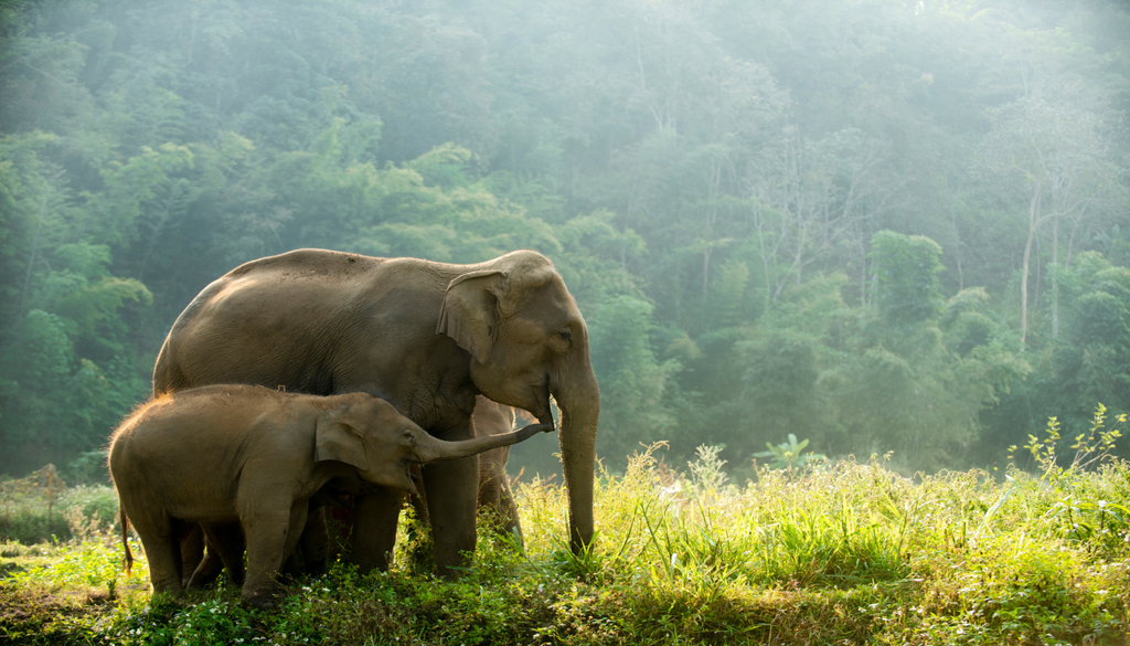 Quase todos os elefantes da savana possuem DNA de floresta , apesar da espécie da floresta manter uma diversidade genética superior.