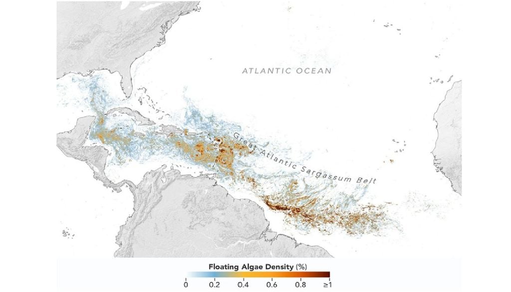 Sargazo imagen satelital NASA Este mapa se basa en mediciones satelitales de la superficie oceánica cubierta por sargazo, promediadas por píxel a partir de todas las observaciones realizadas en junio por el instrumento OCI (Ocean Color Instrument) del satélite PACE (Plankton, Aerosol, Cloud, ocean Ecosystem) de la NASA. Créditos: NASA
