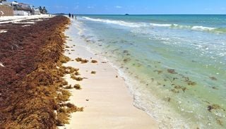 Gigantesca &ldquo;marea marr&oacute;n&rdquo; se dirige hacia el Caribe y Florida: im&aacute;genes de la NASA detectan la invasi&oacute;n de sargazo
