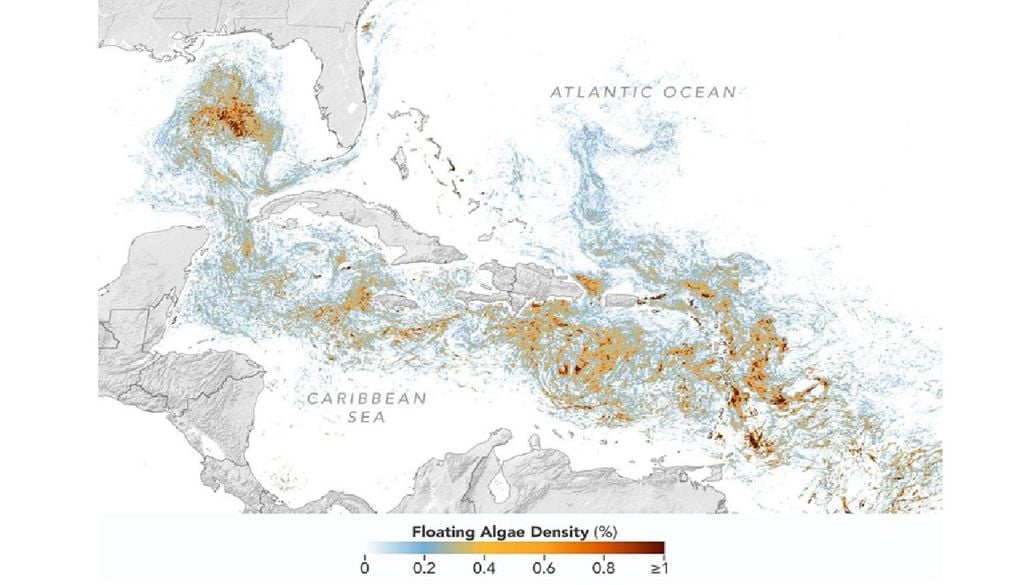 sargazo imagen satelital NASA Esta vista detallada del mismo mapa PACE OCI resalta las concentraciones de sargazo en el Mar Caribe y el Golfo de América, ambos con cantidades récord de esta alga flotante en junio de 2026. Créditos: Observatorio Terrestre de la NASA/Lauren Dauphin