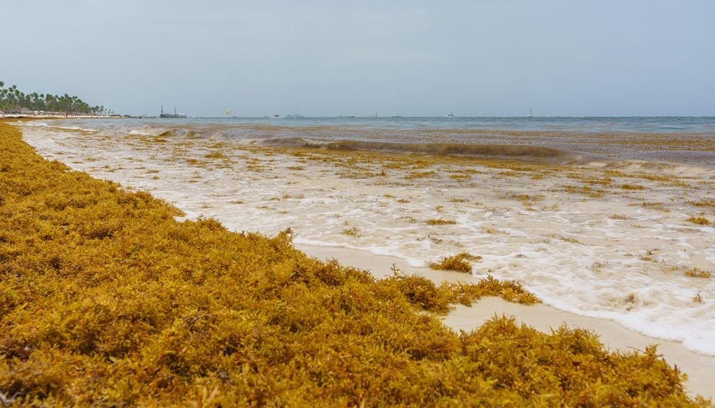Sargazo en el Caribe, Golfo de México y Florida El cinturón de sargazo es un fenómeno a escala de cuenca que puede tener impactos devastadores a nivel local en todo el Caribe y el Golfo de México, y las observaciones satelitales son el único método que permite observar ambas escalas diariamente.