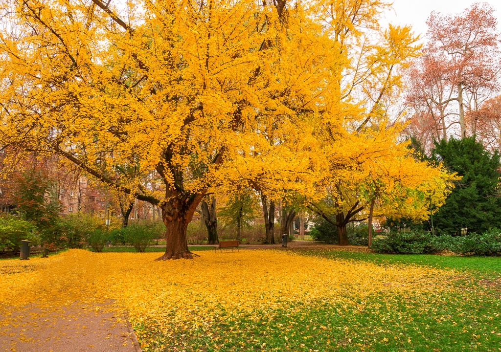 ginkgo biloba amarilla árbol