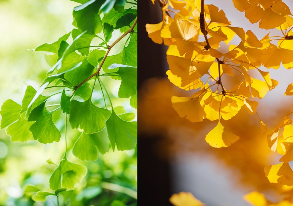 ginkog biloba de verde a amarillo ginkog biloba de verde a amarillo