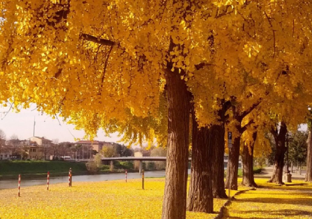 Ginkgo biloba Ginkgo biloba