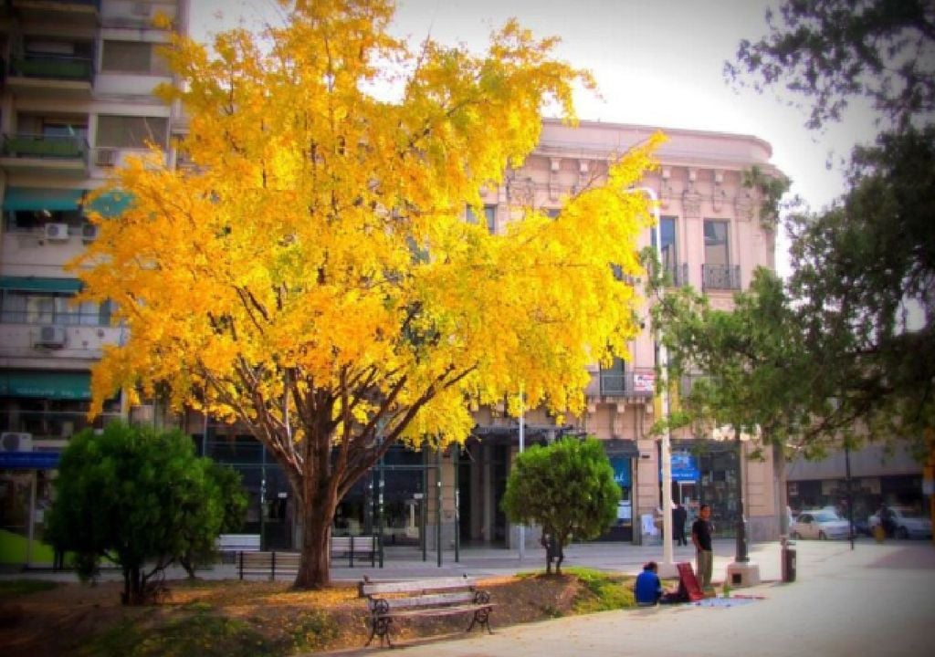 Ginkgo biloba amarillo Argentina árbol Ginkgo biloba amarillo Argentina árbol
