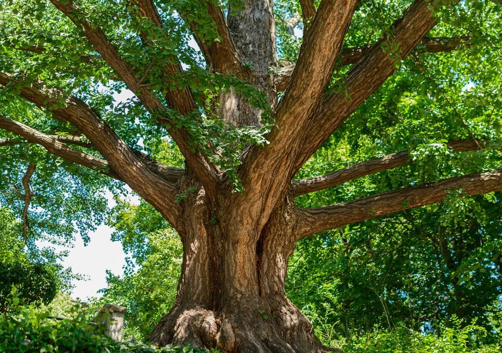 albero ginkgo