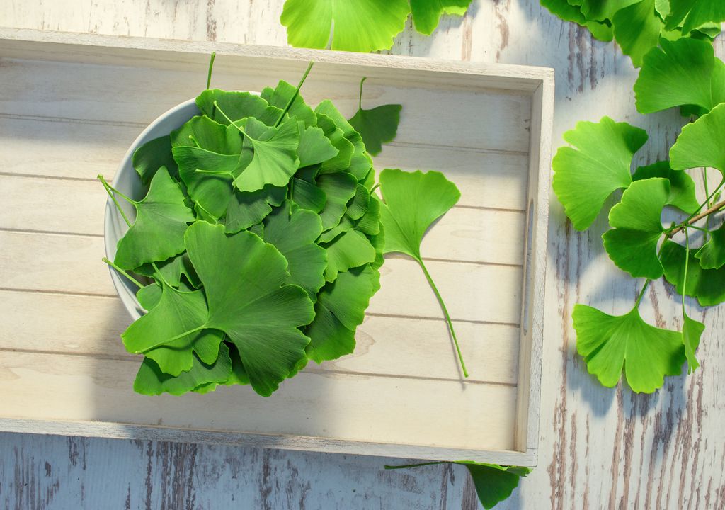 foglie ginkgo foglie ginkgo