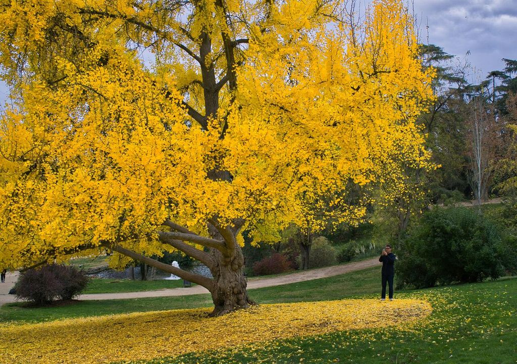 ginkgo autunno ginkgo autunno