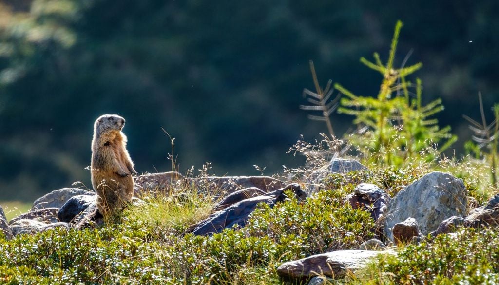 Una marmotta nel verde del Parco Nazionale dello Stelvio
