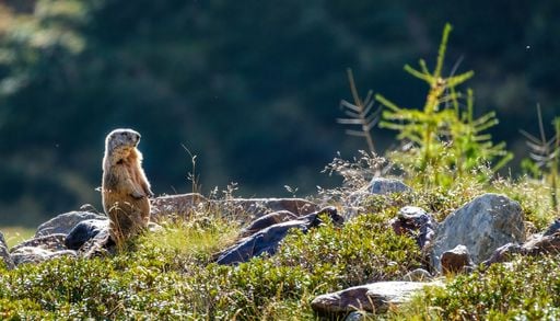 Giornata Europea dei Parchi 2026: 10 trekking facili e panoramici da fare il 24 maggio