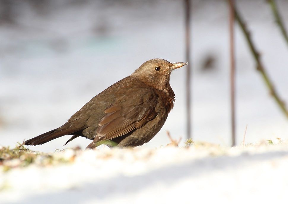 giorni-della-merla-gennaio