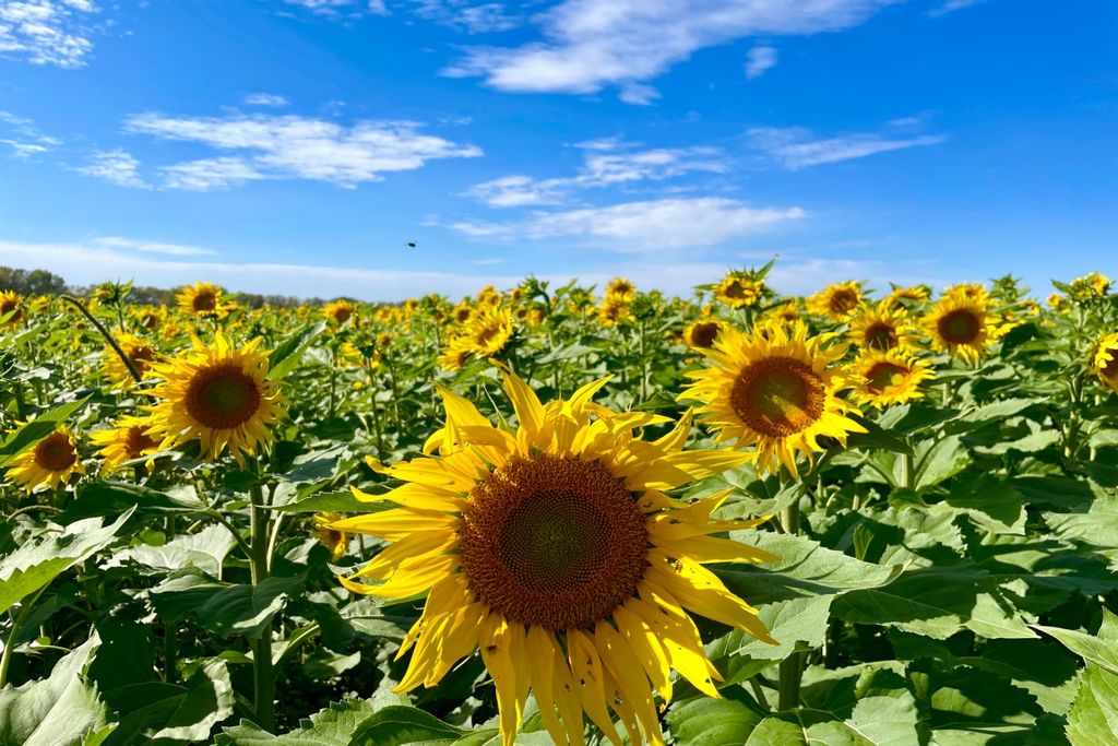 Girassol, sustentável