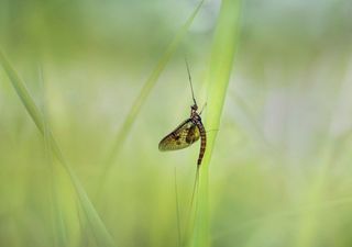 Glacier melt threatening Alpine biodiversity