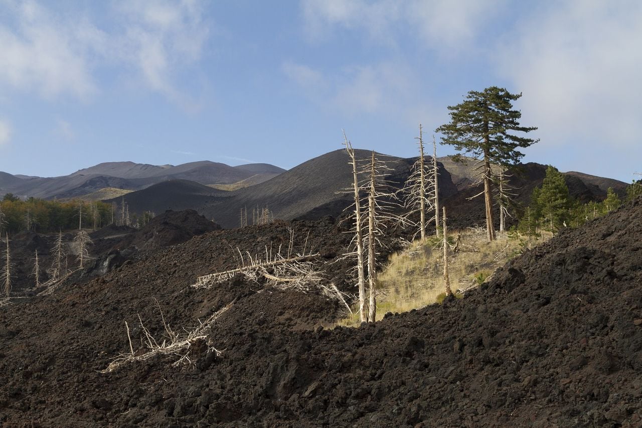 Árboles destruidos tras una erupción volcánica.