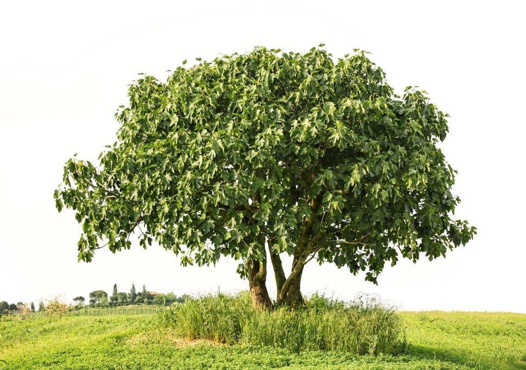 Le figuier se caractérise par un tronc très robuste et une écorce lisse. Lorsque l'arbre atteint sa maturité, il peut dépasser les 10 mètres de hauteur.
