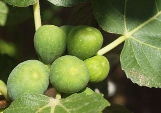 Os antigos consideravam-na como a planta da longevidade: à descoberta do figo