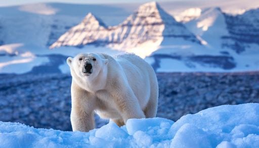 Gli orsi polari della Groenlandia e la vita senza ghiaccio marino: anni di studi svelano un adattamento eccezionale
