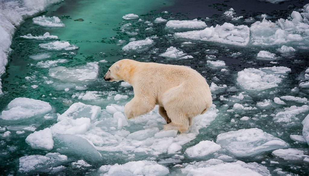 A differenza degli orsi artici tradizionali, che percorrono migliaia di chilometri all'anno camminando sulle vaste estensioni di ghiaccio marino, questa comunità groenlandese risulta estremamente stanziale. quando questi esemplari vengono accidentalmente trascinati verso sud dalle rapide correnti oceaniche, abbandonano il ghiaccio alla deriva e camminano sulla costa o sui ghiacciai interni per oltre 160 chilometri, pur di tornare ai propri fiordi di origine.