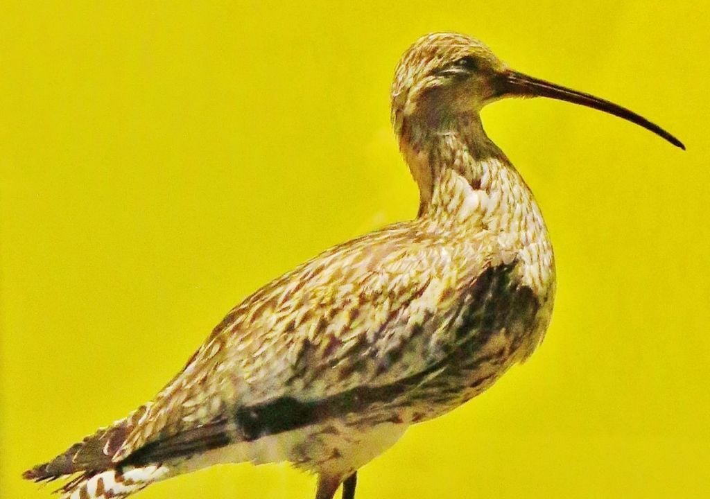 This curlew European bird has been officially declared extinct.