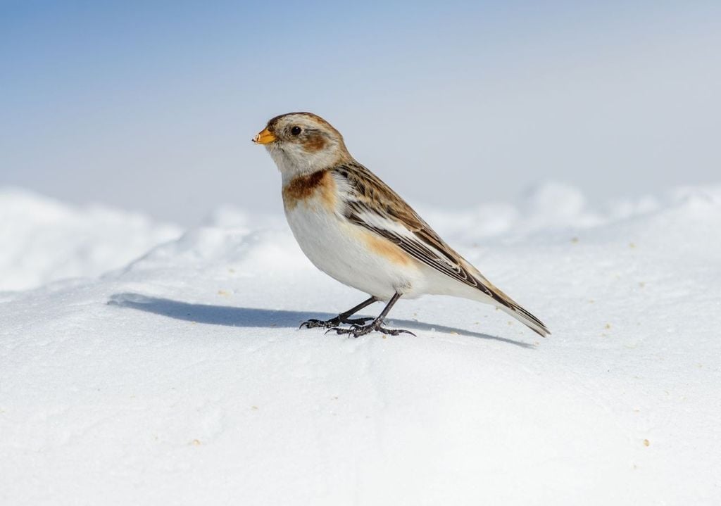 Aves que vivem em climas frios.