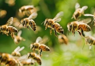 Gli zoo europei al fianco di api, farfalle e altri insetti impollinatori: prende vita il progetto 