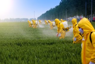  Glifosato, el polémico herbicida permitido en Europa: ¿cómo afecta a nuestra salud?