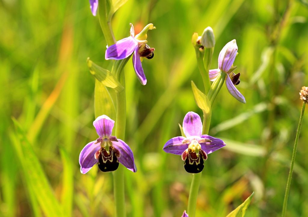 Bee Orchids