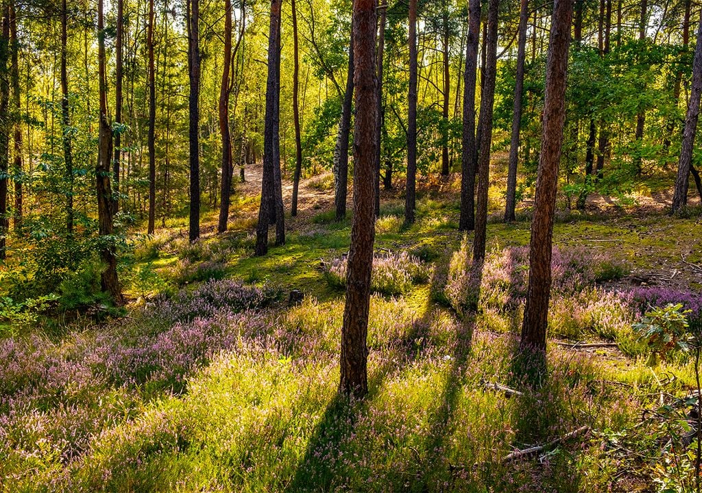 Forest understory