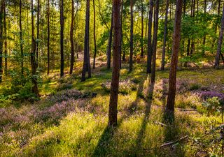 Why are European forest plants shifting westwards? It's not global warming