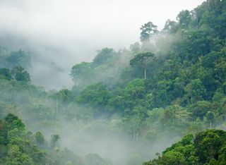 Globaler Waldzustand: Die Zerstörung von Wäldern nimmt weltweit weiterhin zu!