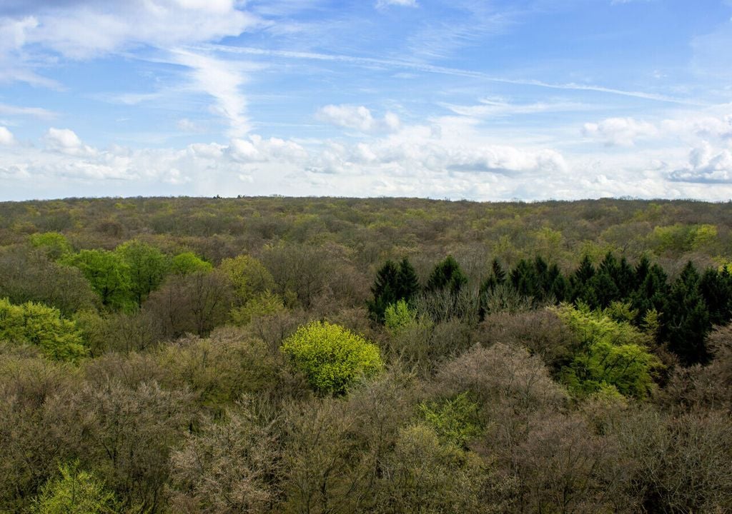 Im April beginnen die Wälder Mitteleuropas zu ergrünen. Der grüne Schwerpunkt der globalen Vegetation wandert zu dieser Jahreszeit nach Norden. Das Foto zeigt den Nationalpark Hainich in Thüringen. Bild: Stefan Bernhardt