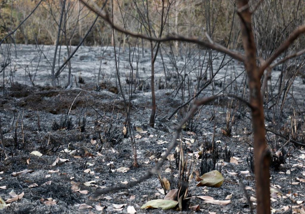 Terreno queimado