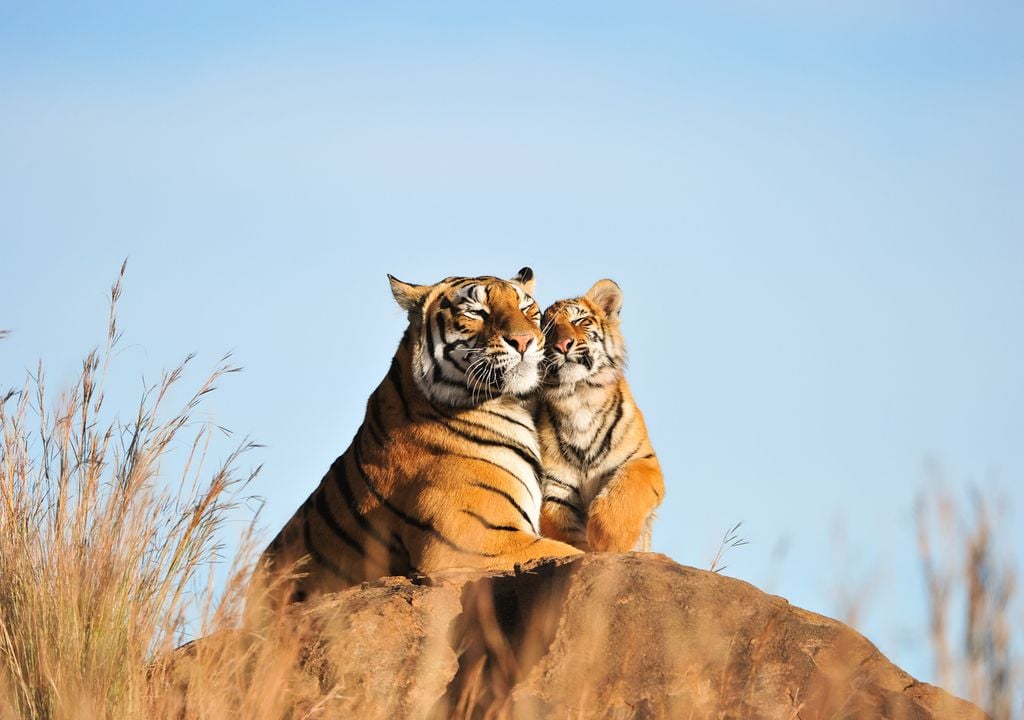 Bengal Tiger and cub