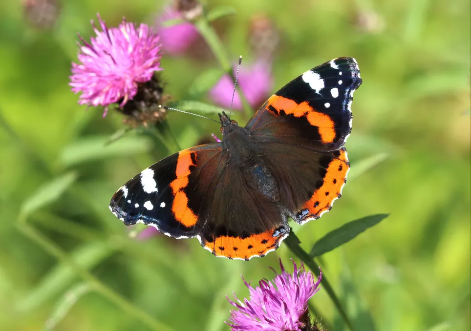 Going wild; letting the grass grow an easy way to boost butterfly numbers