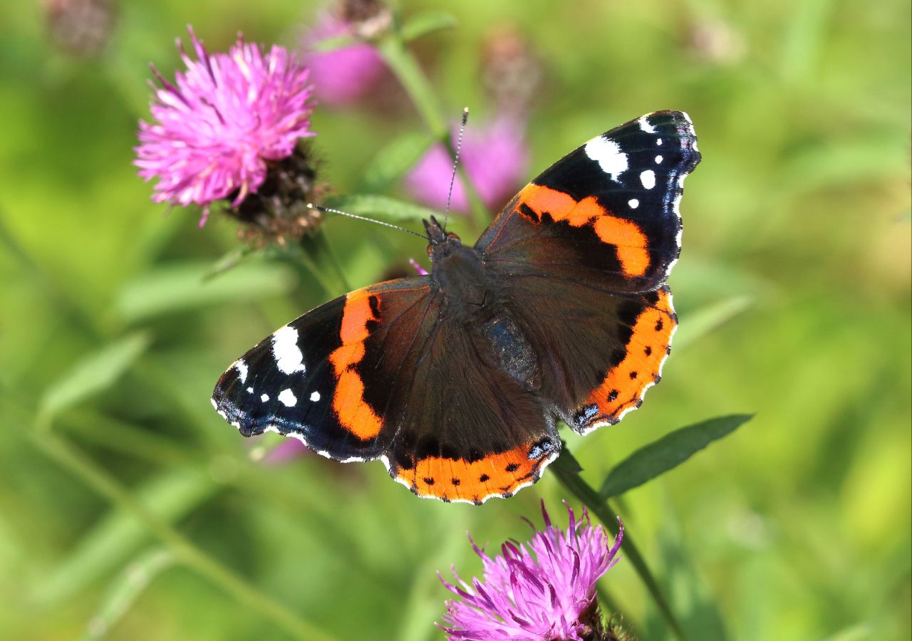 Los pastos altos y la hiedra en flor pueden alentar a los almirantes rojos a alimentarse y reproducirse. Fotografía: Mark Searle, Conservación de Mariposas