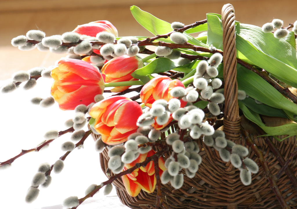 Tulpen, Weidenkätzchen, Struwe, Karfreitag, Münsterland Tulpen, Weidenkätzchen, Struwe, Karfreitag, Münsterland
