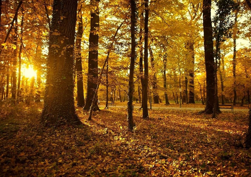 Goldener Oktober Herbst Sonne warm Langsam beginnen die Blätter sich zu färben. Wenn dann wie in den kommenden Tagen die Sonne noch dazu scheint, kommt schnell ein Feeling von goldenem Oktober auf