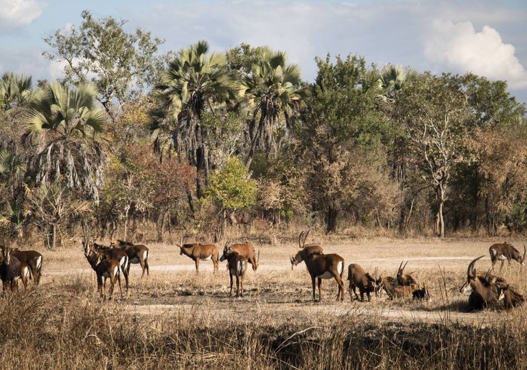 Parque Nacional Gorongosa; Parque Nacional Gorongosa;