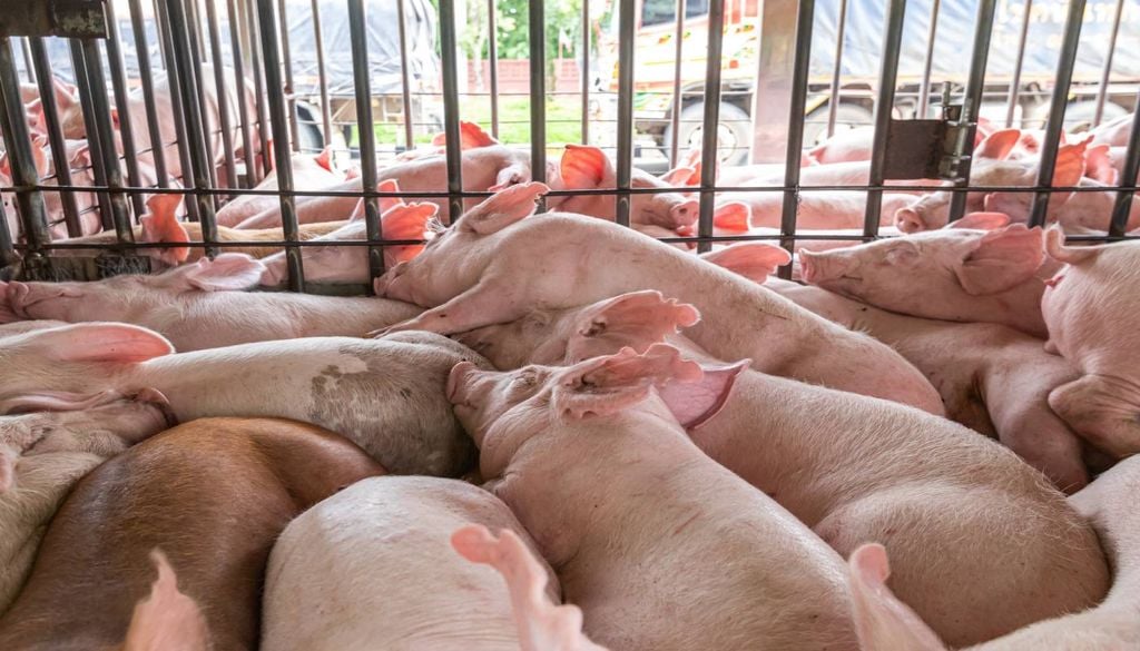 Porcos O Governo garante que os matadouros móveis eliminam as viagens prolongadas e as descargas nos matadouros fixos “reduzirá drasticamente o stress provocado aos animais”.